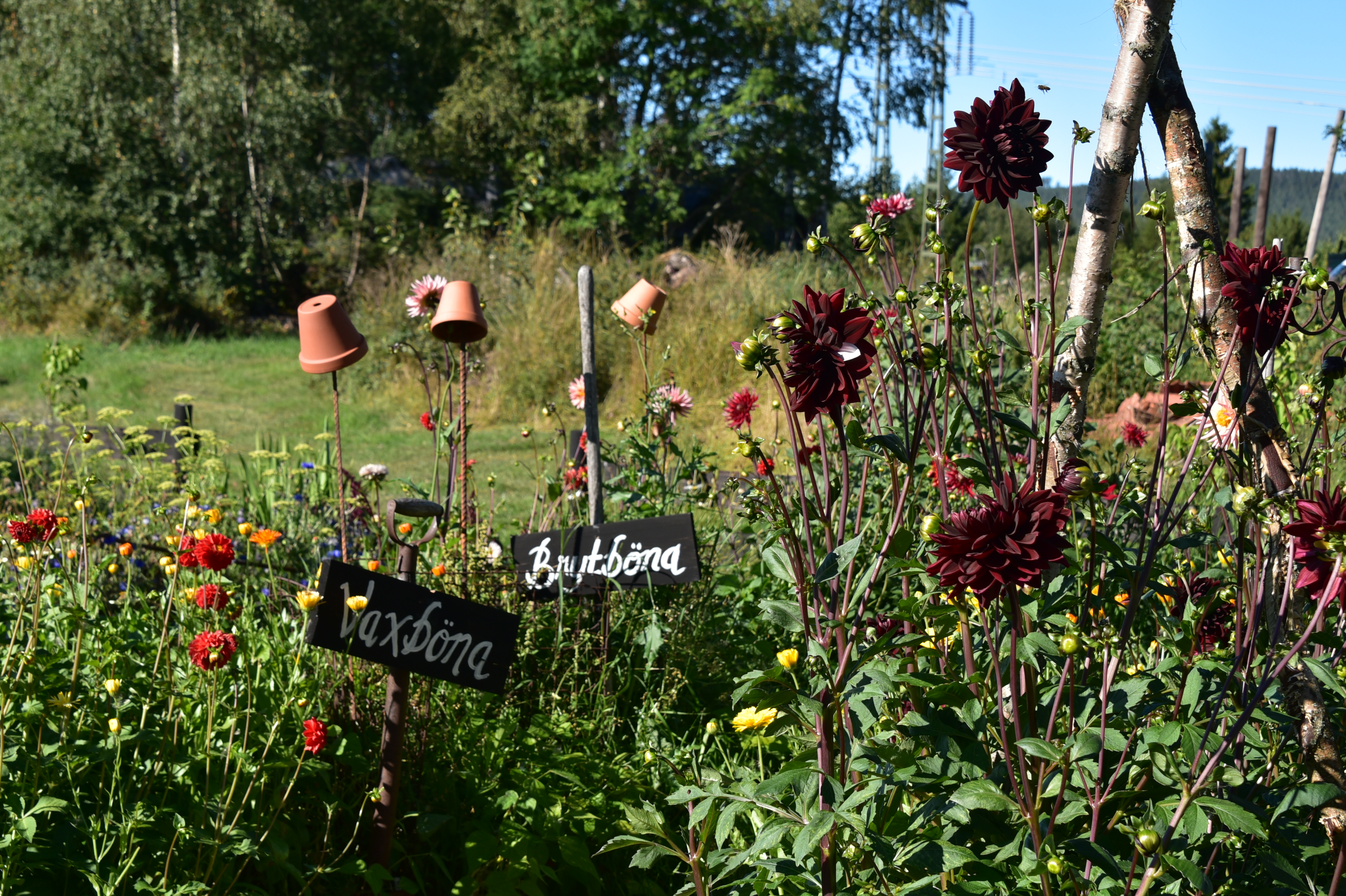 Trädgård