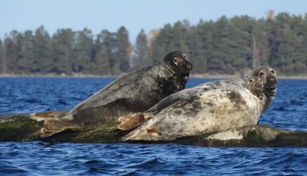 Två sälar vilar på stenar i vattnet