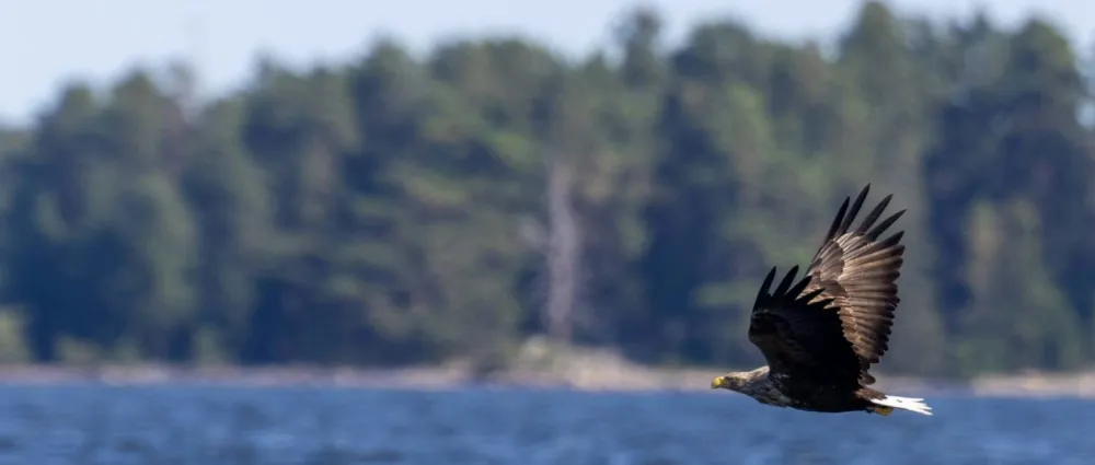 Rovfågel flyger lågt över vatten 