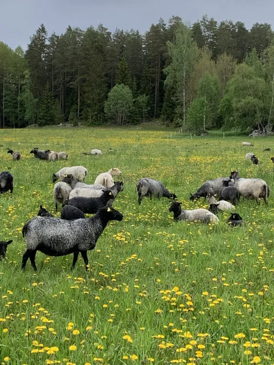 Lammsläpp  Vinnersjö Gårdsslakteri med Gårdsbutik