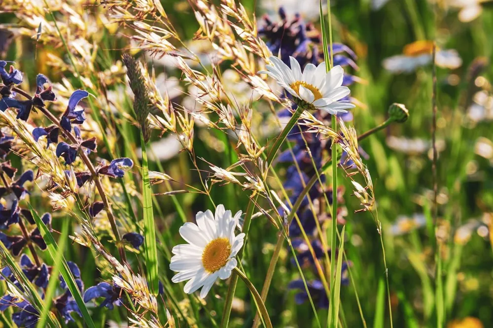 De vilda blommornas dag