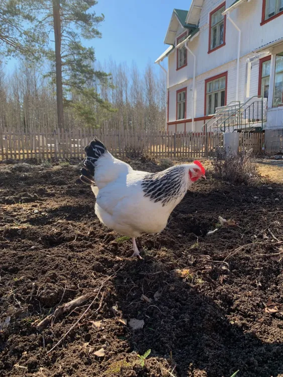 Höna som pickar