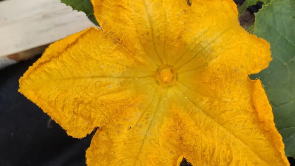Large yellow pumpkin flower at play and sensory garden Axmar Yara