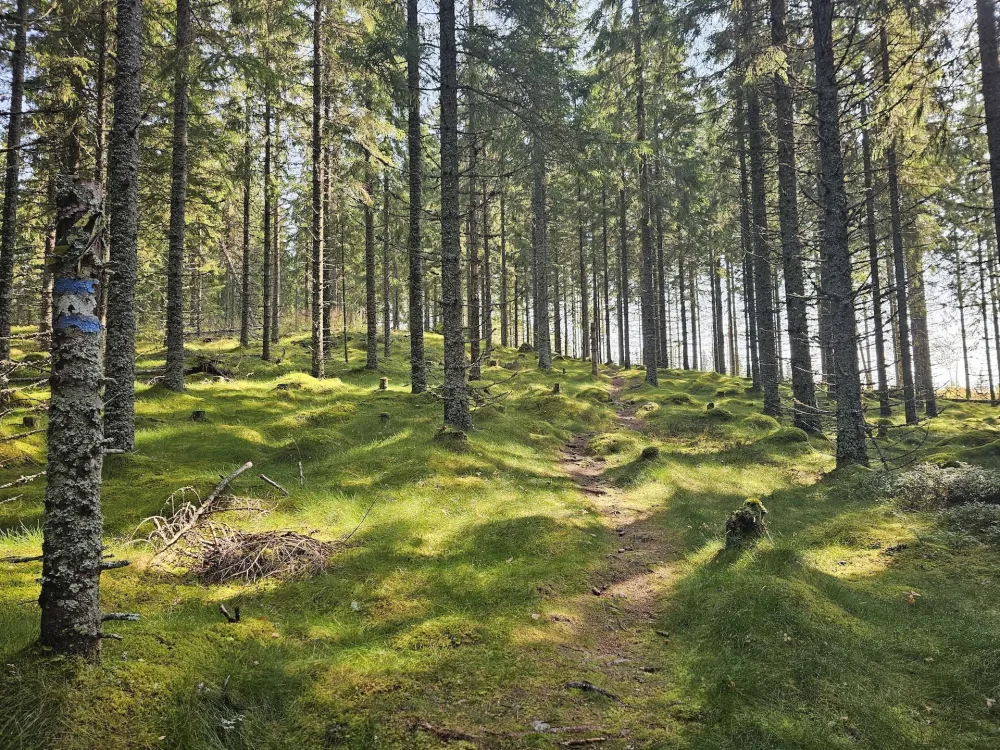 Mount Lustigknopp