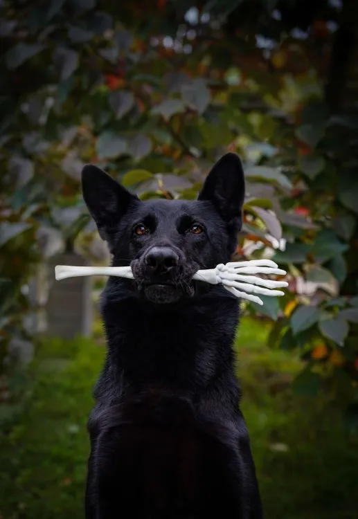 TAILS & TREATS