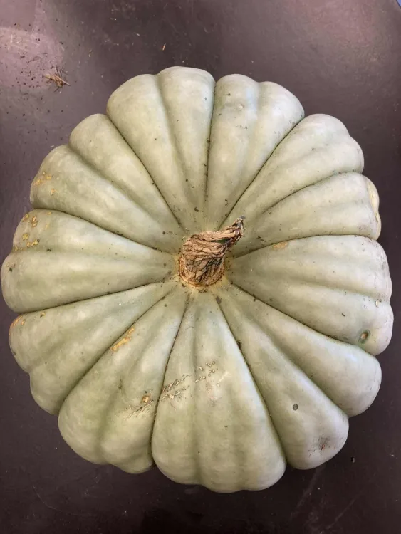 pumpa