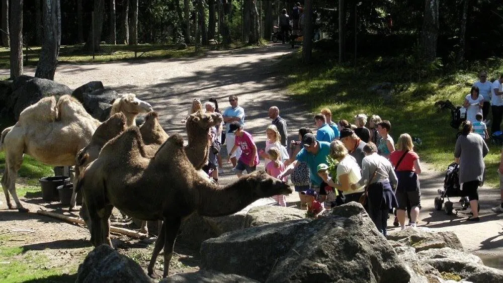 At Furuvik, you are able to come close, feel, experience and learn about our fantastic animals.