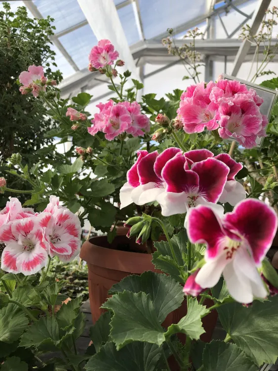 Pelargonmuseum & Trädgård