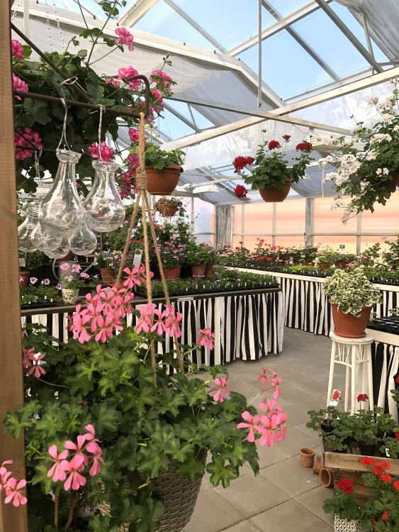 Pelargonmuseum & Trädgård
