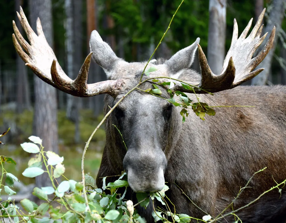Moose park in Ockelbo