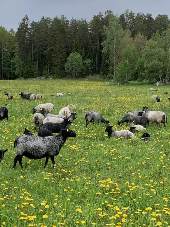 Får