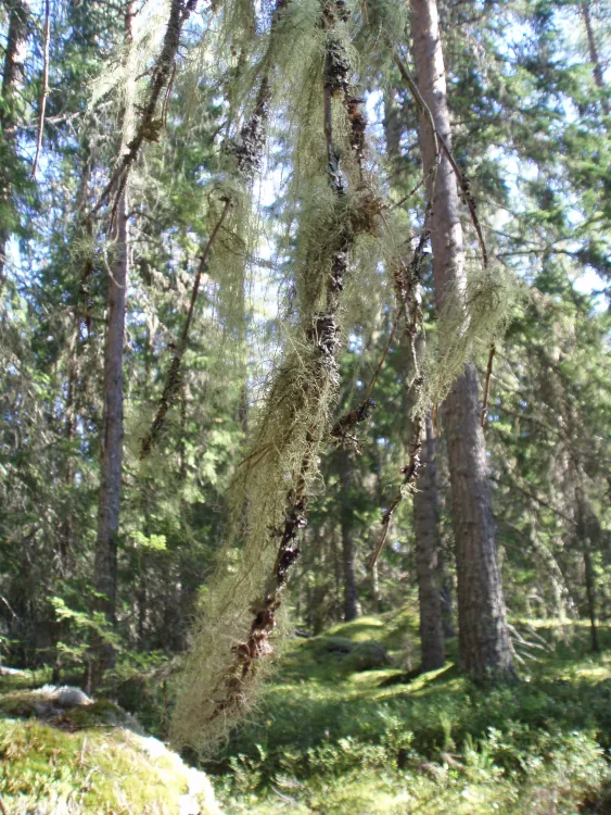 Kroksjö öga naturreservat