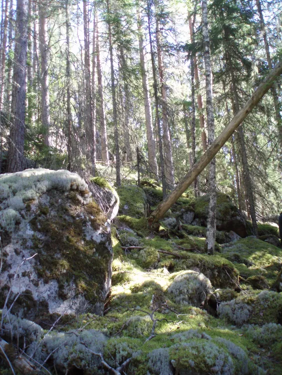 Kroksjö öga naturreservat