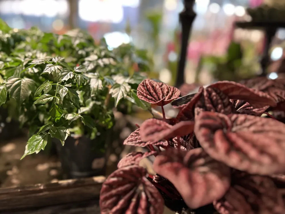 Forsbergs Blommor, Ombud för Interflora