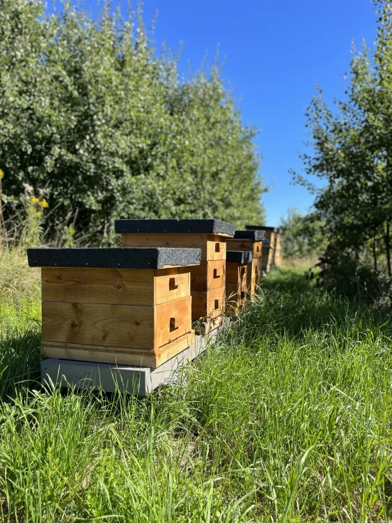 Säljans Bigård AB