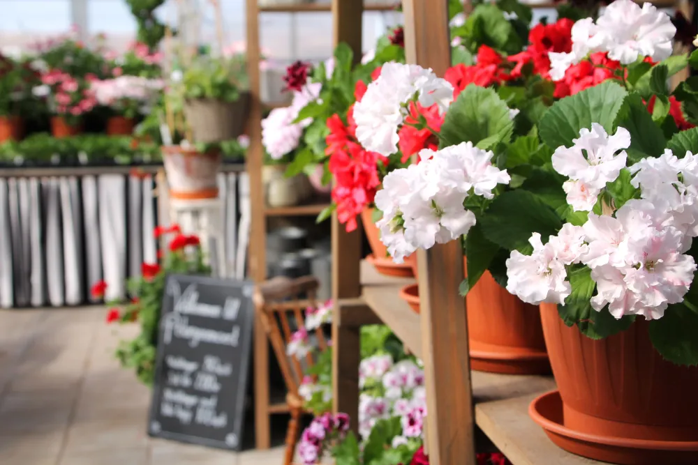 Pelargonmuseet i Torsåker