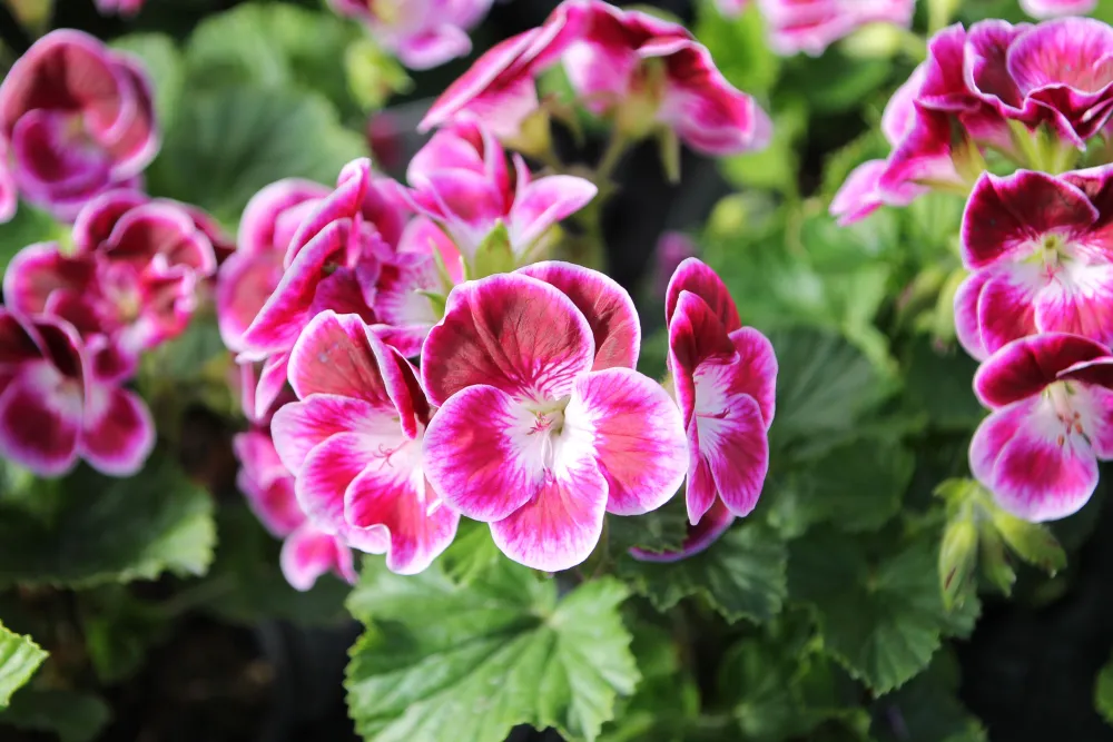 Pelargonmuseum & Trädgård