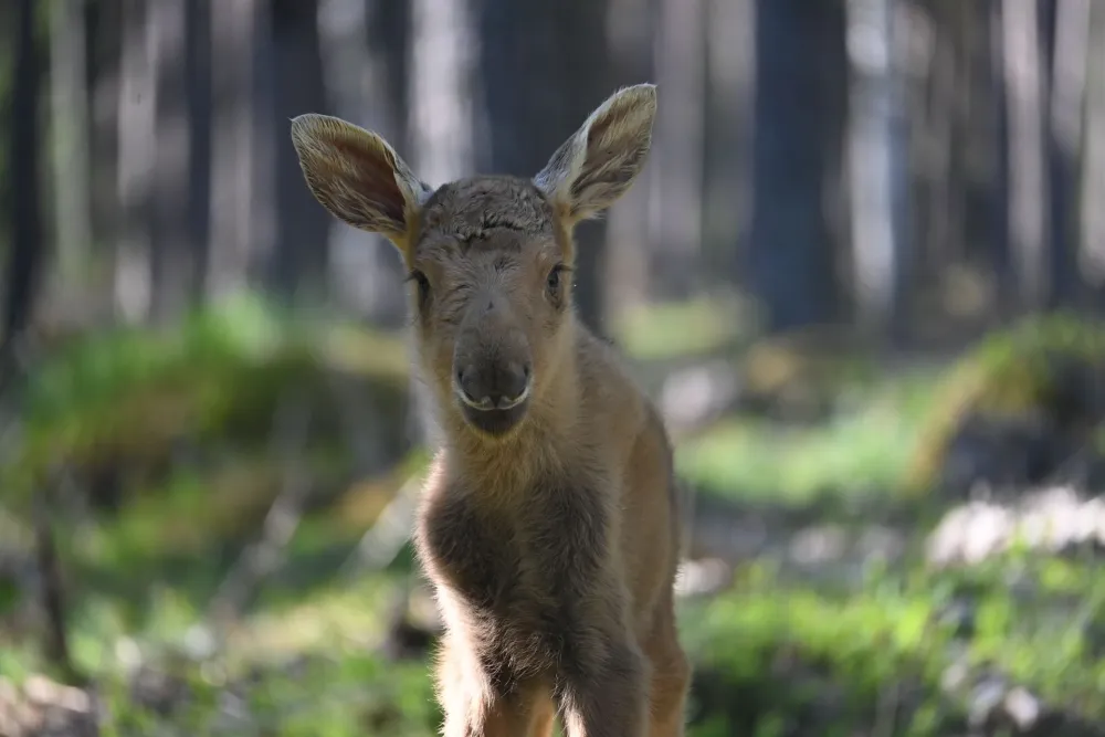 Moose park in Ockelbo