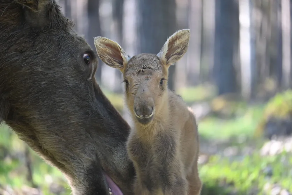 Moose park in Ockelbo