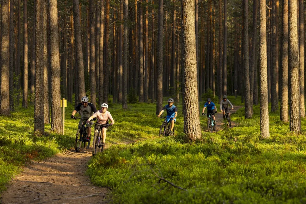 Fyra cyklister på en stig i skogen