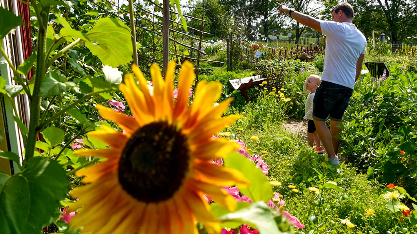 En man och ett barn i en blommande trädgård