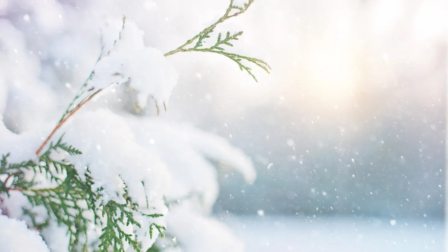 Snö på gren